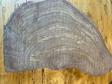 Large Elm Burl Burr Craft wood