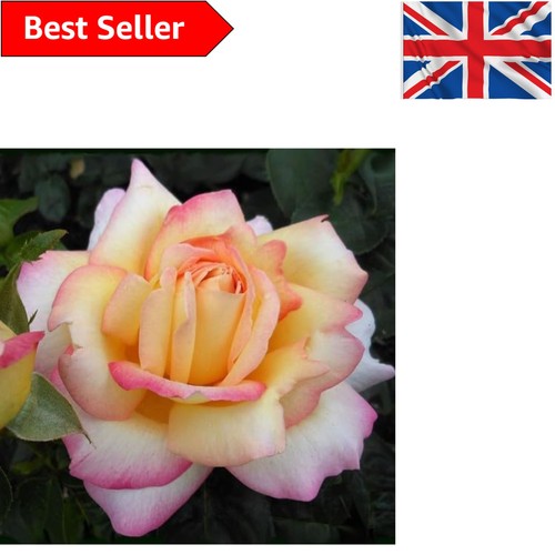 Elegant peace hybrid - elegant, tea