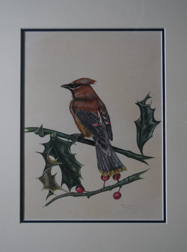Cedar waxwing holly bird - cedar, holly,