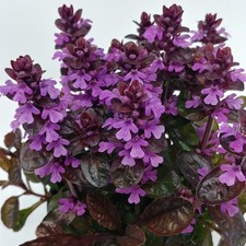 Ajuga 'Midnight Mystery'. Plug Plant x3. Evergreen groundcover shade perennial