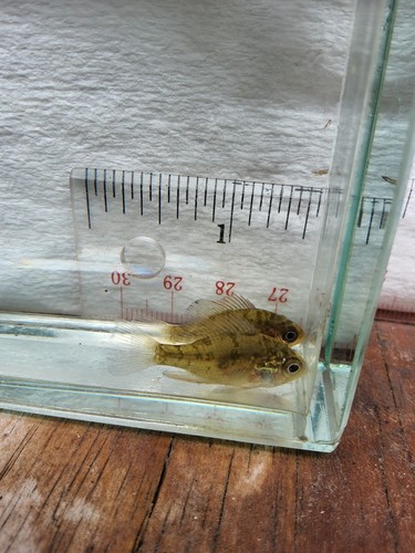 Small bluespotted sunfish - 2,
