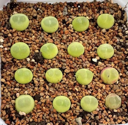 Sale 1cm rare lithops - sale,