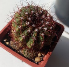 Cactus Notocactus ottonis in