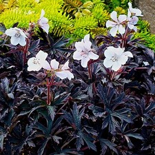 Hardy Geranium Pratense Purple