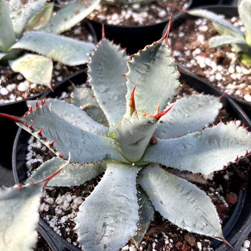 Agave guadalajarana pots - agave,