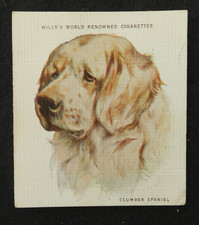 Clumber Spaniel Wills