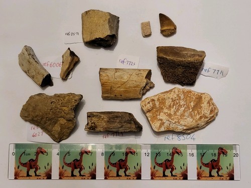 Large dinosaur fossil bulk - large,