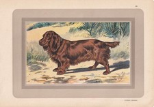 1931 SUSSEX SPANIEL Print - Original Antique Dog Wall Art - 11 x 7.75 Inches