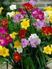 Freesia bulbs mixed colour - bulbs,