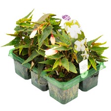Begonia Trailing White |