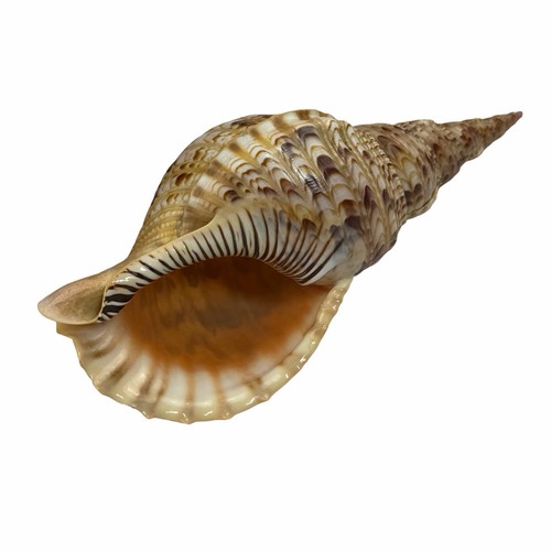 Large triton trumpet genus - triton, (genus