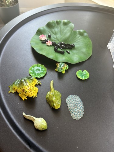 Insect life cycle toys 13pcs - cycle,
