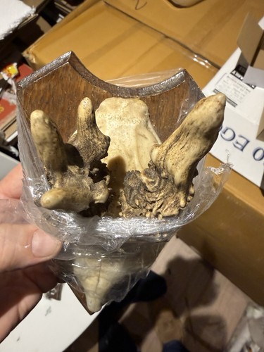 Malformed roe skull - skull, on