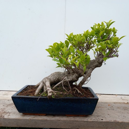 Ficus microcarpa - ficus, fig)