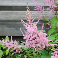 Astilbe lilac shade - astilbe, loving