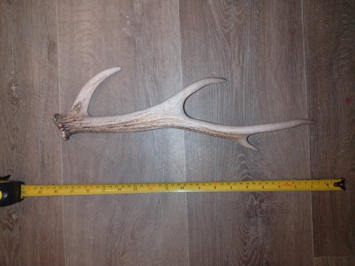 Sika deer antler - deer, x1