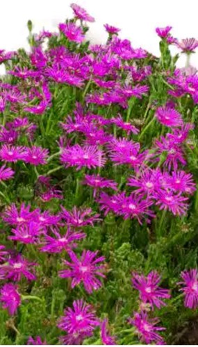 Delosperma cooperi perennial - delosperma,