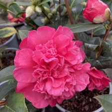 Camellia Debbie | 2 Litre Pot