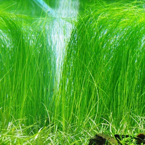 Hair grass eleocharis - hair,