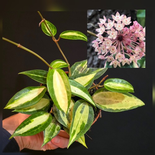 Hoya pot gold whole plant - whole,