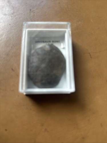 Bin fossil dinosaur bone - dinosaur, iow