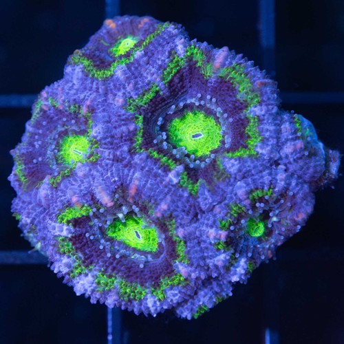 Green acan coral combined - acan,