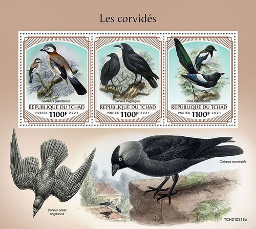 Crows magpies value - crows, &