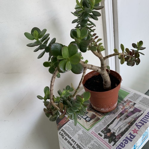 Around years old - around, 20