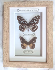 Taxidermy Framed Real African