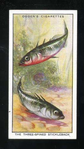 1932 ogdens colour nature - 1932,