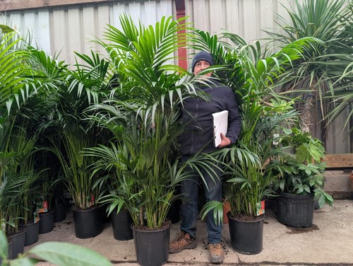 1x6 7ft kentia palm - kentia, bushy
