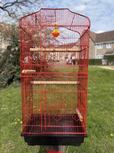 Large red bird - red, aviary