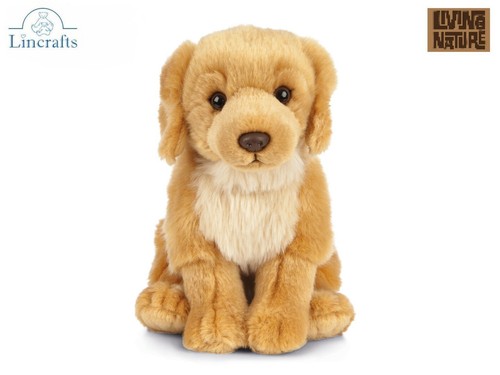 Sitting golden retriever puppy - golden,
