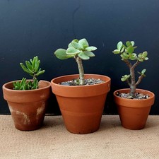 Crassula Ovata Arborescens