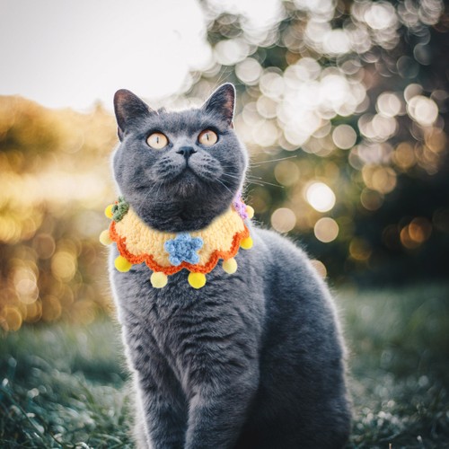 Dog bib fancy - cat, with