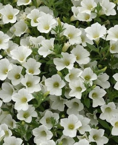 Trailing surfinia white - trailing,