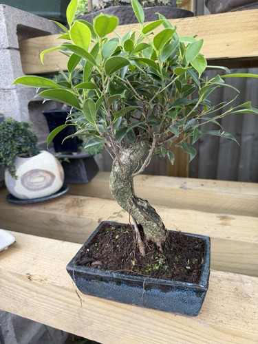 Ficus potted bonsai - potted,