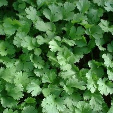 Bramley & Sage Coriander