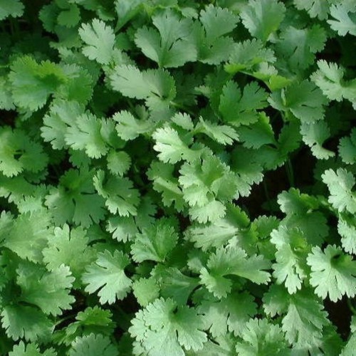 Bramley sage coriander - sage,