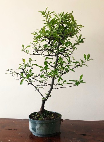 Firethorn bonsai tree - ,