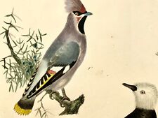 1819 Waxwing, Tody, ornithology, Strack, chalk lithograph, hand colour