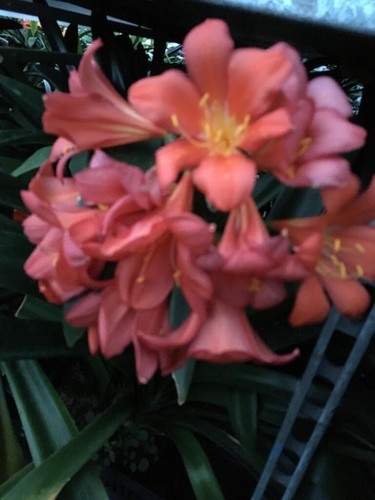 Clivia dark pastel pink - clivia,