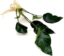 Anubias Barteri "Var. Nana" Large (15-25cm) Live Aquarium Plants Fish Tank