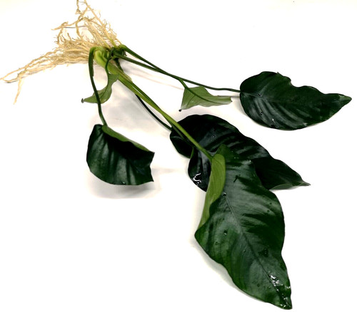 Anubias barteri var - barteri, nana"