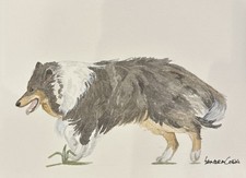 Shetland Sheepdog Original