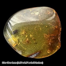 Baltic Amber Fossil Insects