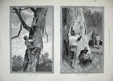 Old Antique Print 1889 Bear Hunting Australia Trees Sport Skins Men Camp 19th