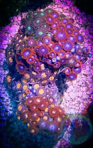 Saf 2in zoanthid - ,