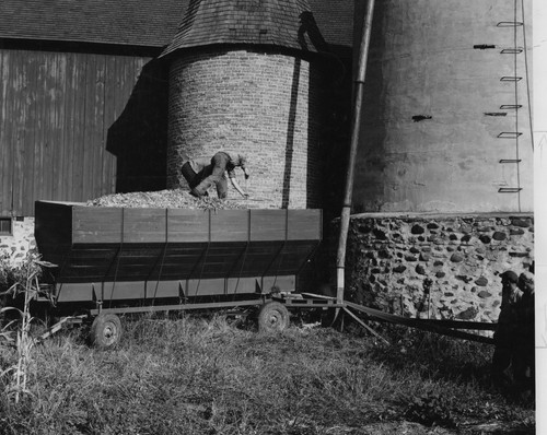 8x10 1950s farm men unloading - men,