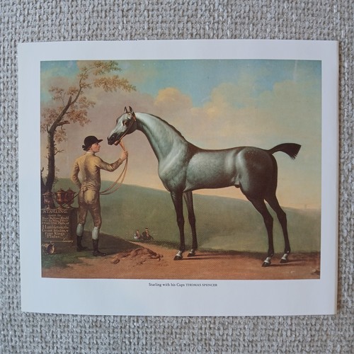 Grey racehorse starling - racehorse, &